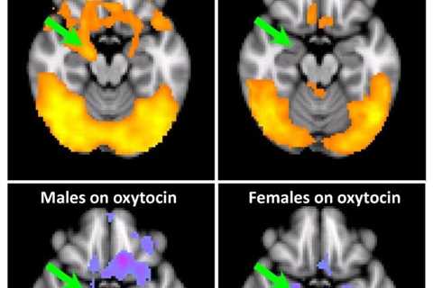 Why Do Men Release Oxytocin?